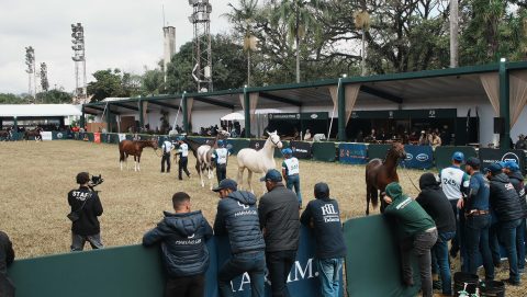 Cavalo, Cultura e Lazer: Exposição Nacional do Mangalarga é dica para a família nas férias