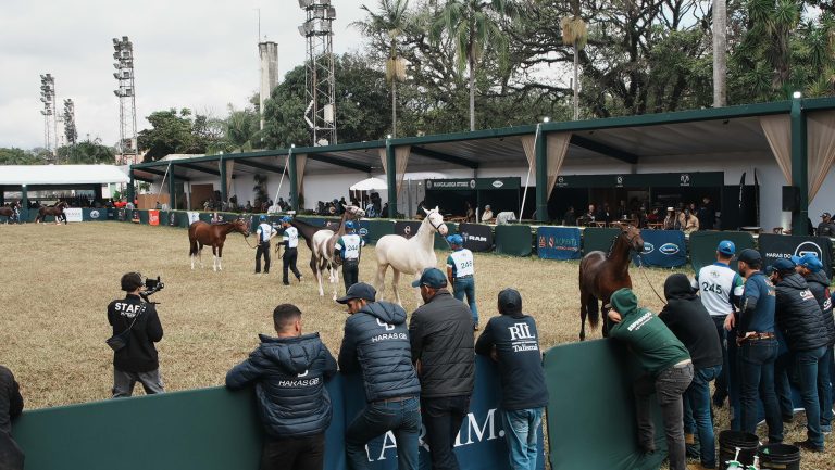 Cavalo, Cultura e Lazer: Exposição Nacional do Mangalarga é dica para a família nas férias