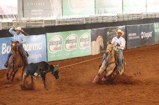 Filhos de Dual Patron e Shiney Bit O Ebony alcançam resultados expressivos no Nacional da Raça Quarto de Milha 2025