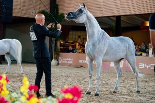Cavalo Árabe no Brasil vive fase histórica e ganha projeção mundial