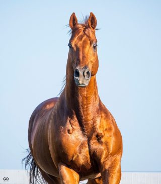 Famous Bullet