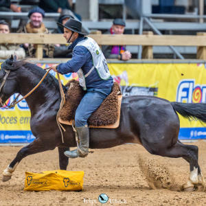 Cavalo Crioulo se prepara para o evento mais importante do ano