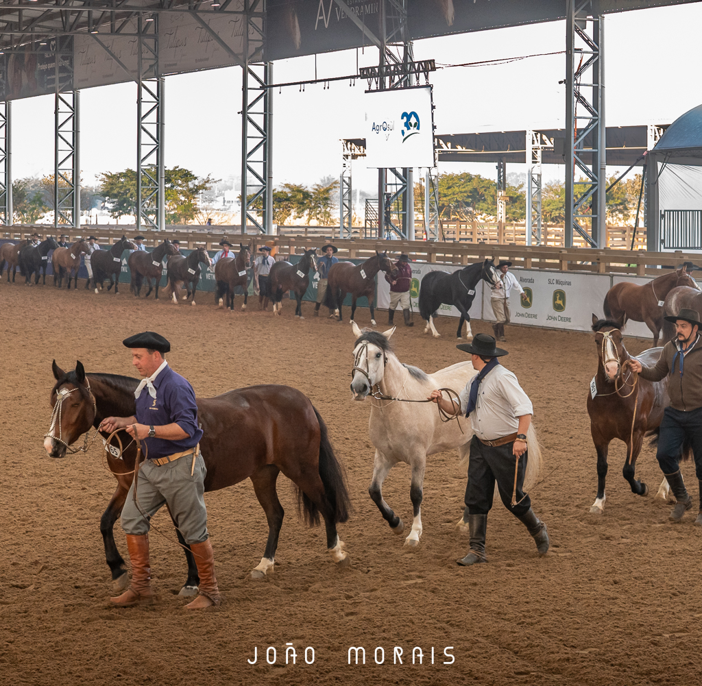 Cavalo Crioulo se prepara para o evento mais importante do ano