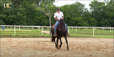 TV UC: Cavalo que galopa em 4 tempos