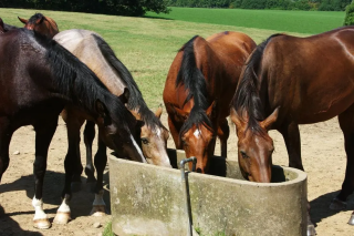 Como garantir aos cavalos acesso à água fresca e limpa no inverno