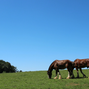 Você conhece as 4 raças de cavalos da Escócia?