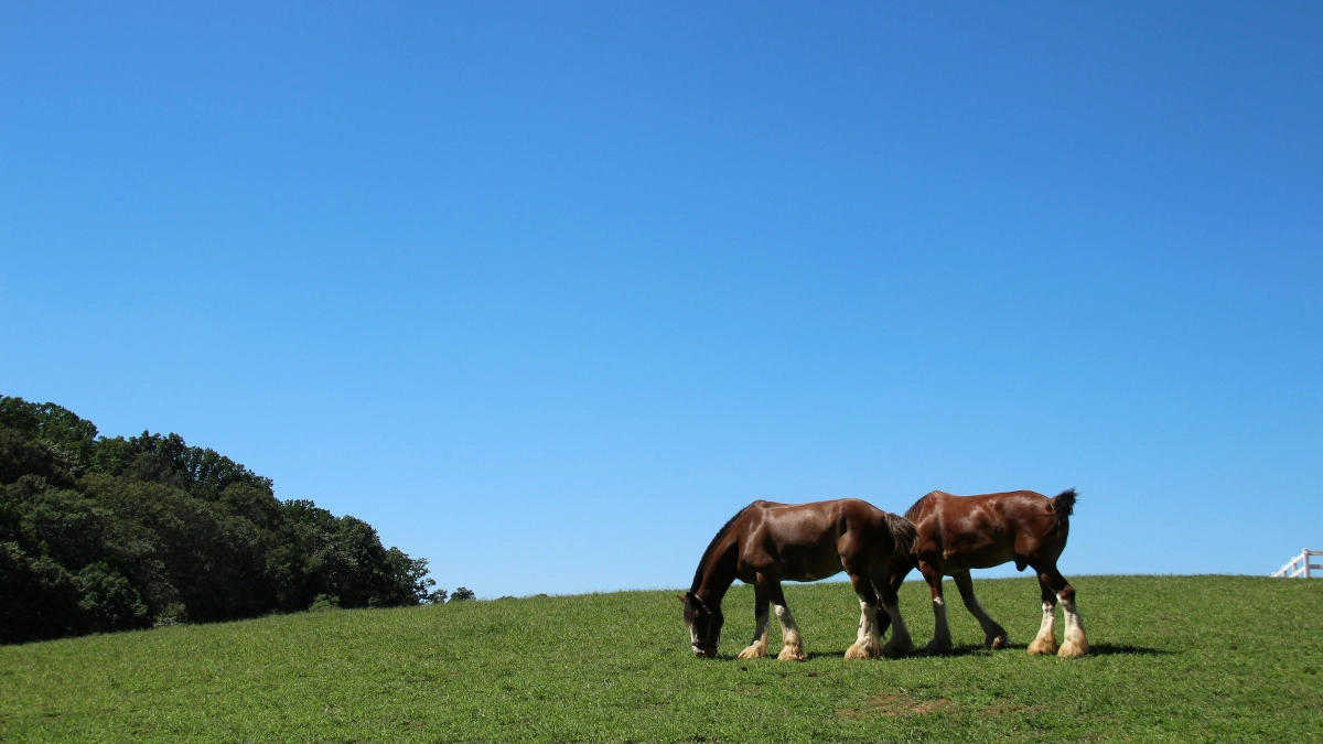 Você conhece as 4 raças de cavalos da Escócia?
