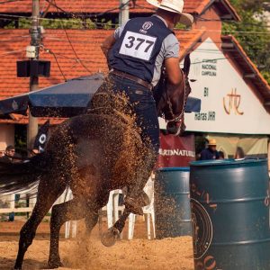 Belo Horizonte recebe a 45ª Exposição Nacional do Cavalo Campolina com shows, cultura e agronegócio