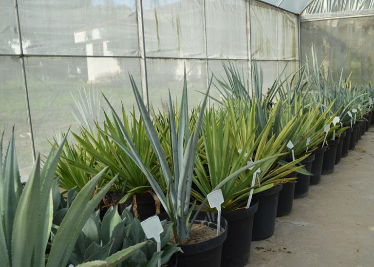 Brasil investe em pesquisa com planta da tequila para produção de etanol