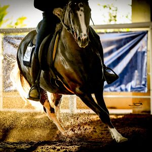 Cavalo Mangalarga estará presente na edição de 70 anos da Festa do Peão de Barretos
