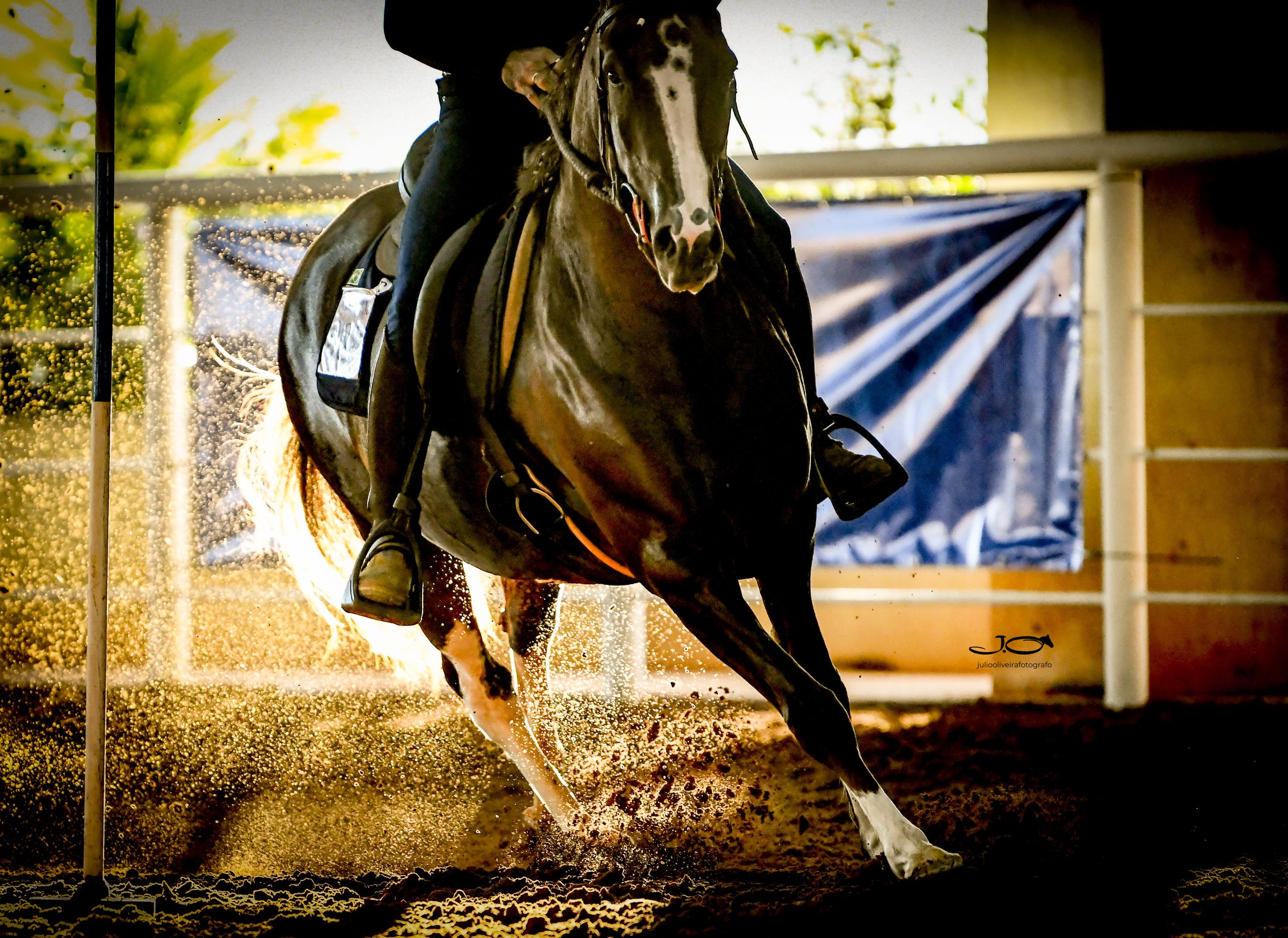 Cavalo Mangalarga estará presente na edição de 70 anos da Festa do Peão de Barretos