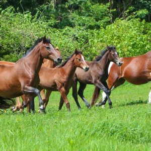 Comunicado de coberturas do Quarto de Milha deve ser enviado até o dia 15/08