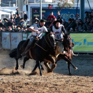 Expointer 2025 terá participação de 6.696 animais