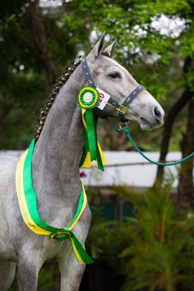 Festival Nacional do Cavalo BH 2025 celebra 20 anos em Campinas