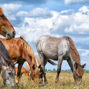 Fiocruz alerta para casos de encefalite equina venezuelana no Amazonas