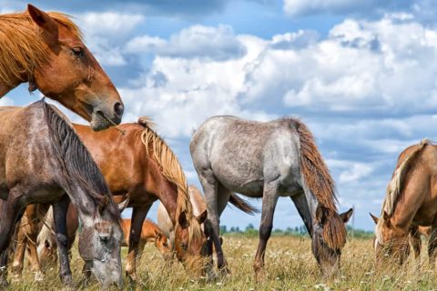 Fiocruz alerta para casos de encefalite equina venezuelana no Amazonas