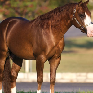 Lendário garanhão chega à marca dos $15 milhões em prêmios de seus filhos