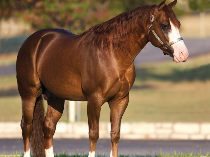 Gunnatrashya 15 Million Sire 1