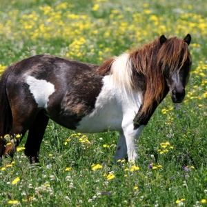 Pôneis Shetland: o resistente legado das Ilhas Escocesas conquistando o mundo