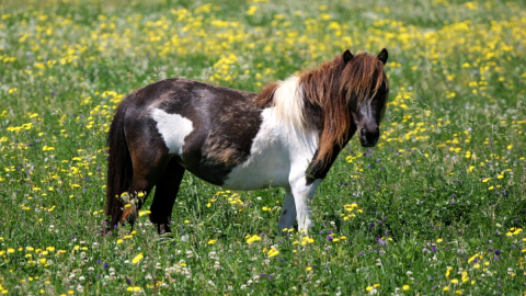 Pôneis Shetland: o resistente legado das Ilhas Escocesas conquistando o mundo