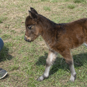 Pôneis dobram participação na Expointer e o Anglo-Árabe retorna após 36 anos