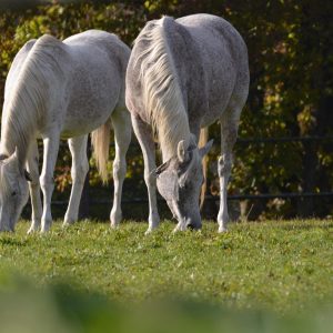 Síndrome do intestino permeável em cavalos: causas e como prevenir