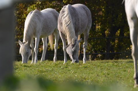Síndrome do intestino permeável em cavalos: causas e como prevenir