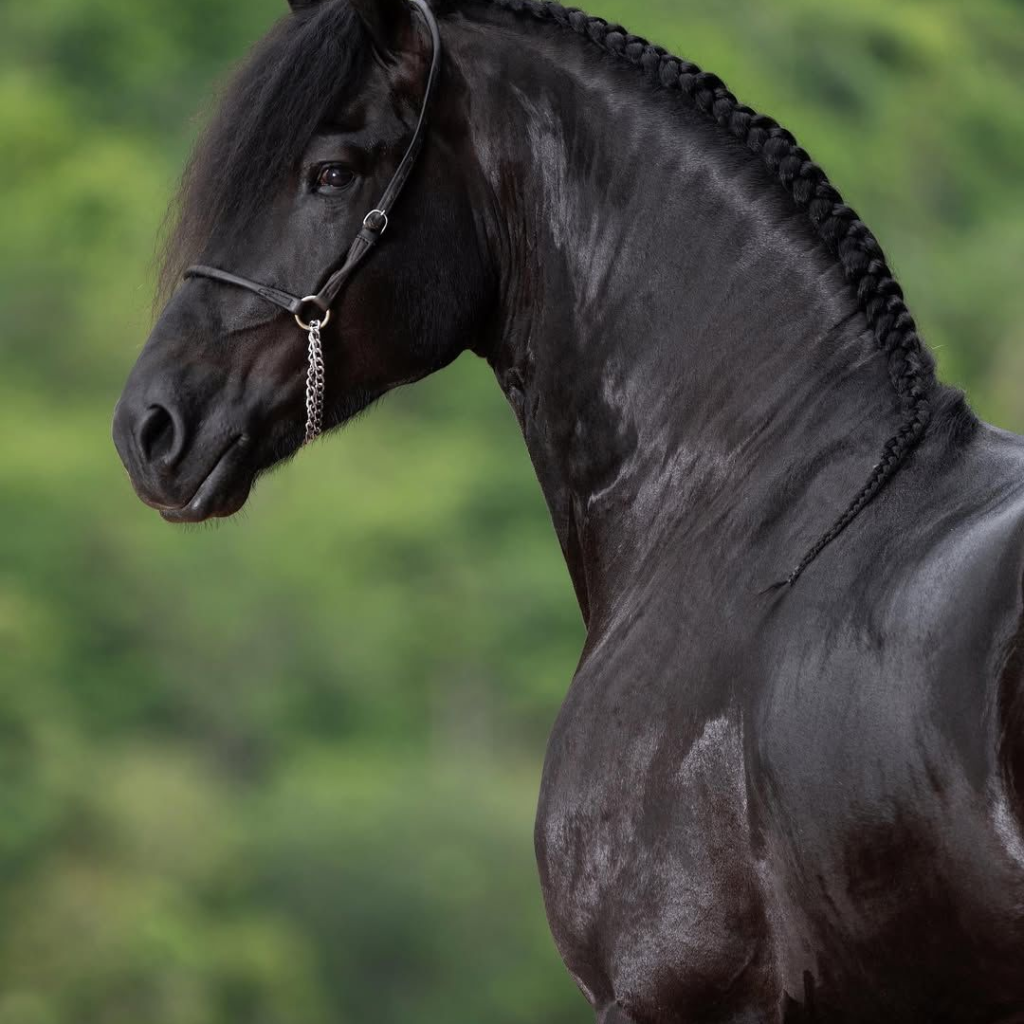 Transação milionária agita o mercado equestre-Oregon