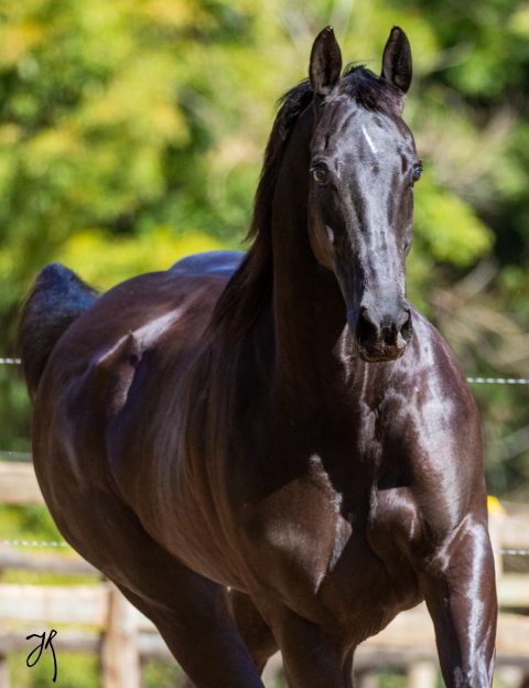 5º Leilão Haras BJ Prime  – Estrelas do Tambor reúne elite da genética de velocidade do Quarto de Milha