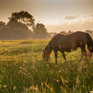 Alimentação estratégica garante saúde e desempenho em cavalos de todas as idades