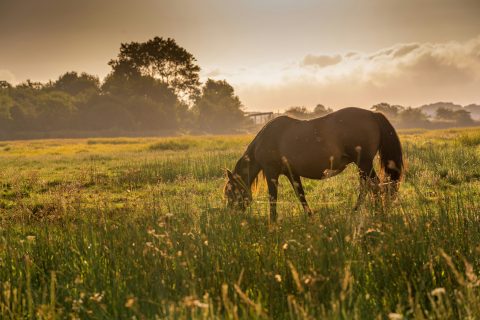 Alimentação estratégica garante saúde e desempenho em cavalos de todas as idades