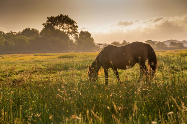 Alimentação estratégica garante saúde e desempenho em cavalos de todas as idades