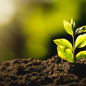 CMN publica resolução que cria linha de crédito para liquidar ou amortizar dívidas rurais