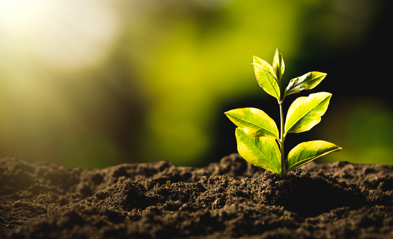 CMN publica resolução que cria linha de crédito para liquidar ou amortizar dívidas rurais