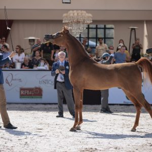Cavalo Árabe retorna à Expo Rio Preto após três décadas e integra agenda oficial da feira