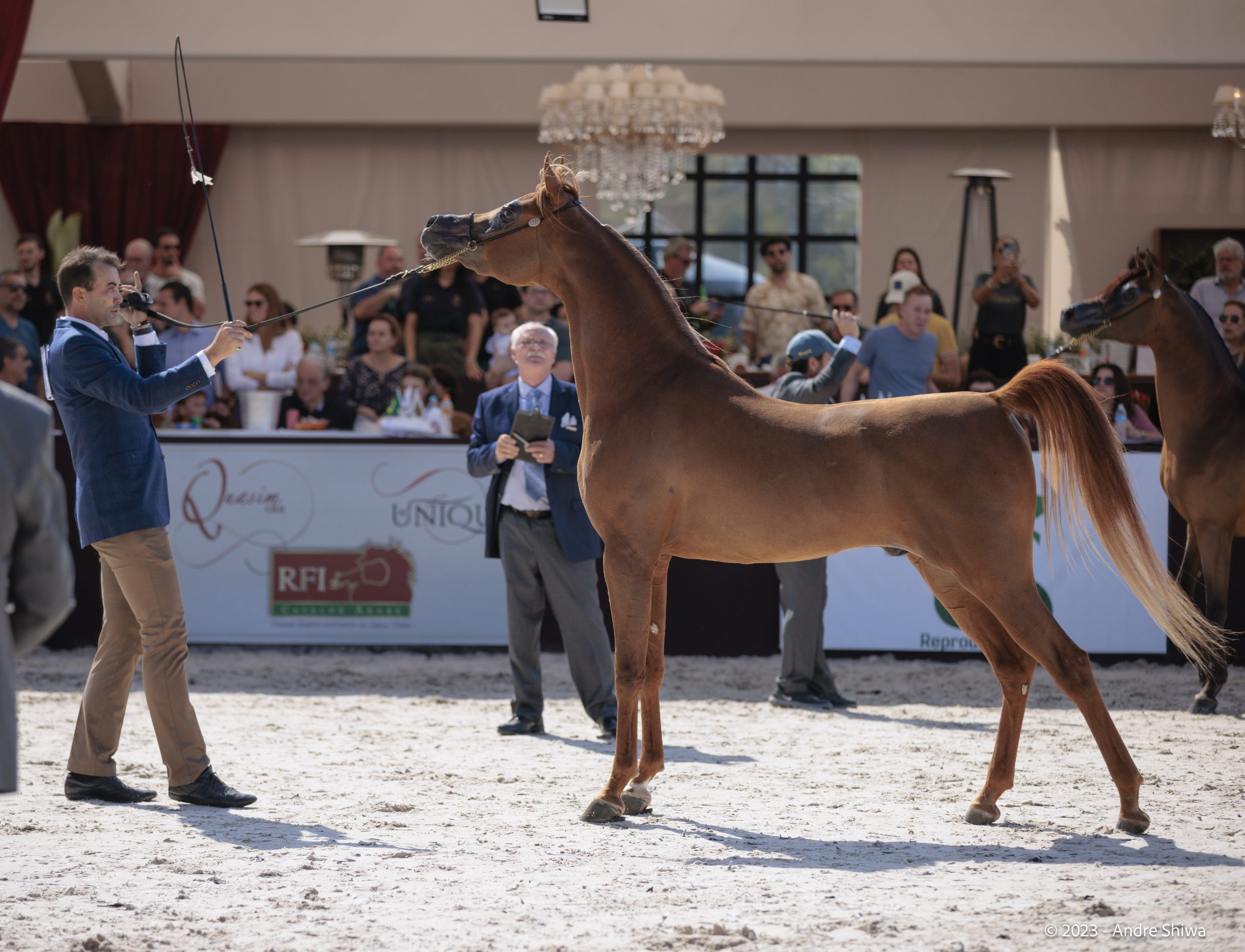 Cavalo Árabe retorna à Expo Rio Preto após três décadas e integra agenda oficial da feira