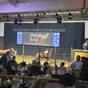 Cavalo Crioulo movimenta R$ 14,51 milhões em animais, e negócios na Cidade do Cavalo crescem até 30%