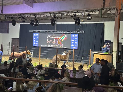 Cavalo Crioulo movimenta R$ 14,51 milhões em animais, e negócios na Cidade do Cavalo crescem até 30%