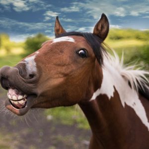 Como os cavalos se comunicam entre si: um idioma feito de gestos, sons e posturas