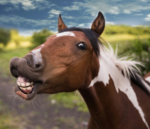 Como os cavalos se comunicam entre si: um idioma feito de gestos, sons e posturas