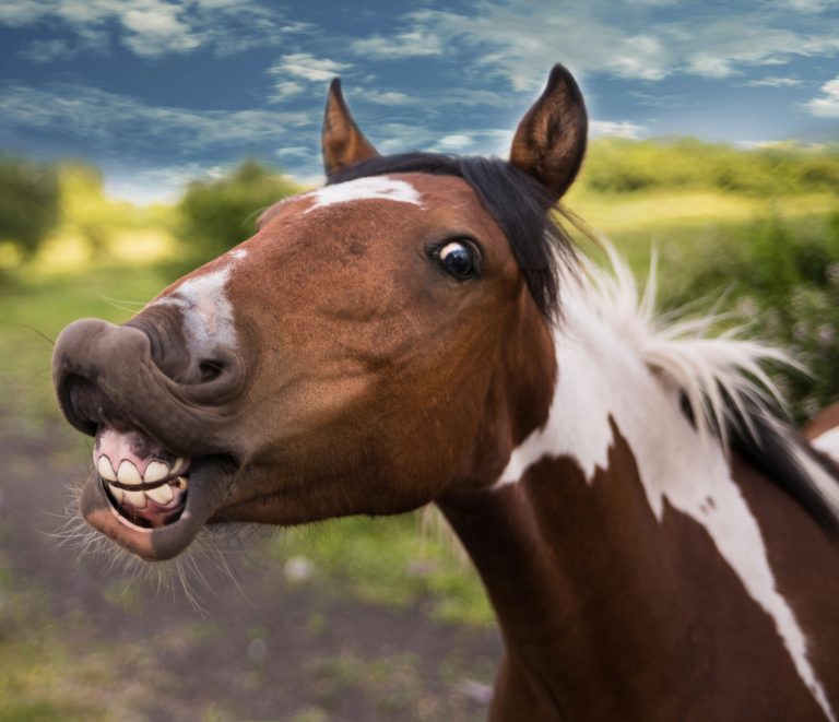 Como os cavalos se comunicam entre si: um idioma feito de gestos, sons e posturas