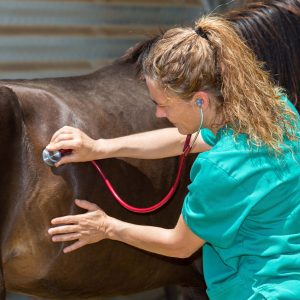 Dia do Veterinário celebra dedicação e amor pelos cavalos