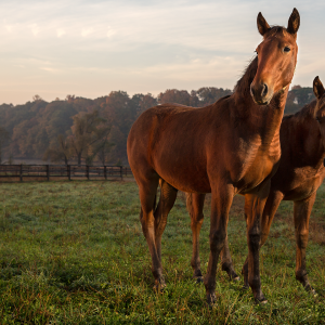 Farmácia veterinária bem localizada: o segredo para saúde e produtividade no haras