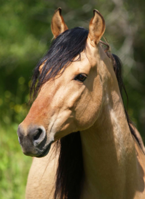 Kiger Mustang: a raça do cavalo Spirit