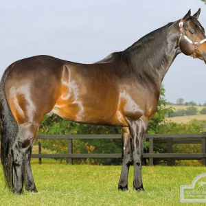 Morre Corona For Me, lenda do Quarto de Milha de corrida, deixando legado inesquecível