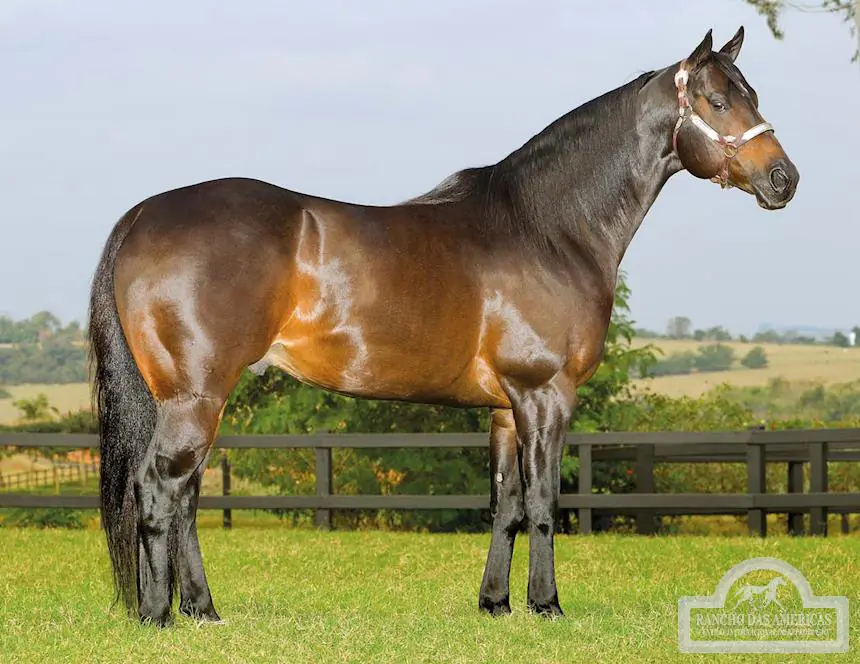 Morre Corona For Me, lenda do Quarto de Milha de corrida, deixando legado inesquecível
