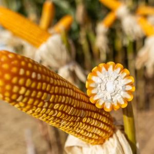 PIB do Brasil cresce 0,4% no 2º trimestre, mas agropecuária registra queda