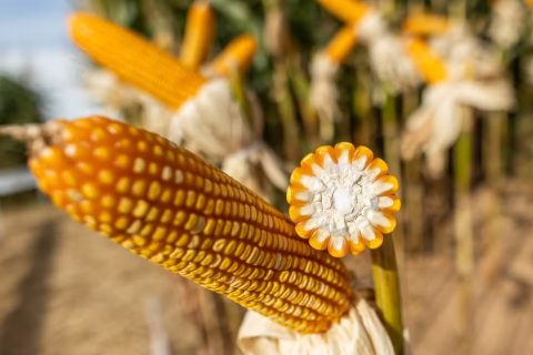 PIB do Brasil cresce 0,4% no 2º trimestre, mas agropecuária registra queda