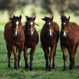 Primeiros cavalos geneticamente editados inovam mercado mundial