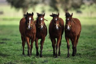 Primeiros cavalos geneticamente editados inovam o polo mundial